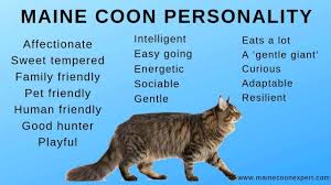Maine coons tip the scales at anywhere from 9 to 16 pounds (female) and 13 to 18 pounds (male). The Personality Of The Maine Coon Cat Maine Coon Expert