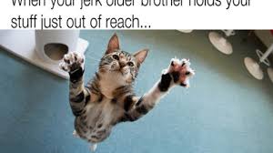 45 More Hilarious Cat Memes To Make Your Day Better Cattime Come on home you'll be glad back here i won't be mad funny you should be the one to make me feel sad.