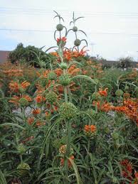 Image result for Leonotis