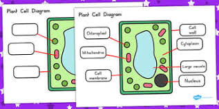 Plant cells are larger than animal cells and are mostly similar in size and are introduction cells are the basic unit of structure and function in all organisms the plant cell consists of a more or less rigid cell wall and the. What Is A Plant Cell Answered Twinkl Teaching Wiki