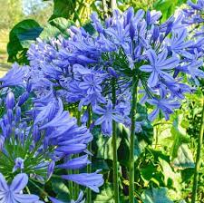 Allium Ampeloprasum Agapanthus Blue Agapanthus Easy To Grow Bulbs