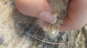 Fights between cats rarely result in fatalities, but they can lead to infections and result in considerable veterinary expenses for cat parents. T8rumhjcthxezm