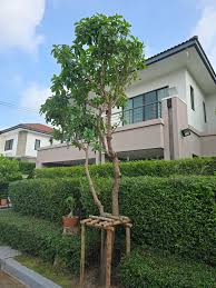 Image result for Senecio lewallei