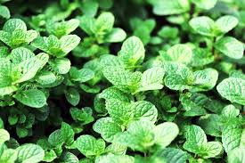ミントの種類 品種や葉の特徴 見分け方は Horti ホルティ By Greensnap