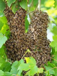 Wenn ein bienenschwarm im garten gelandet ist, dann keine panik. Bienenschwarm Melden Bienenschwarm Entdeckt Imkerei Bienesto