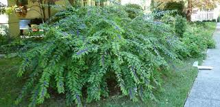 Find help and information on callicarpa americana american beautyberry french mulberry american beauty berry, including varieties and pruning advice. How To Grow Beautyberry In Your Yard Today S Homeowner