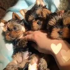 Looking for female husky puppy (lcr > las cruces) hide this posting restore restore this posting. Teacup Yorkie Puppies For Sale In Hawaii Video Teacup Yorkie Yorkie Puppy Puppies