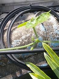 Image result for Coccinia mildbraedii