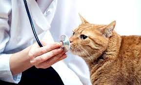 Comprehensive Pet Exam - Magnolia Veterinary Clinic | Groupon