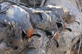 How to make an amazing net bird trap using metal rods, net and spring that works 100%. Quail Trapping How To Catch A Quail Bird Using Small Net Quail Hunting Premier Quail Hunting