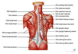 Cerebellum dibagi menjadi 3 bagian, yaitu : 4 Jenis Jaringan Pada Hewan Dan Fungsinya Adalah Top