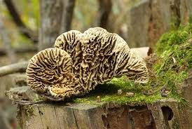 Image result for Merulius incarnatus