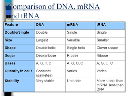 Dna Replication Protein Synthesis Dna Replication Ppt