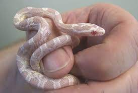 Corn Snakes Have Questions For Experienced Corn Owners Corn Snake Pet Snake Baby Snakes