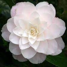 Camellia Diana S Charm Japonica Camellia Flower Fuchsia Flowers Flower Background Iphone