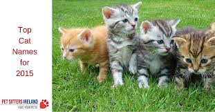 Bigglesworth, colonel meow, or grumpy cat! Most Popular Cat Names Top Cat Names Of 2015 Pet Sitters Ireland Pet Sitter Dog Walker Cat Sitter Dog Minder