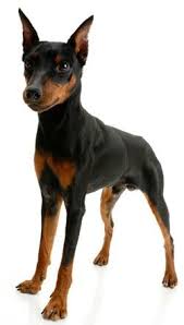 Dobermann puppies for sale from ankc registered breeders located in australia. Miniature Pinschers One Of The Best Breeds Ever Great Disposition Great Sense Of Humor Happy Miniature Doberman Pinscher Mini Doberman Miniature Pinscher
