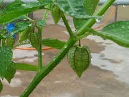 It sits right on the coast, just south of morro bay and los osos. Is It A Chinese Lantern Or A Wild Cape Gooseberry Borneo Lady