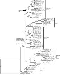 Image result for Zanthoxylum holtzianum