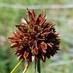 Image result for Pycreus niger