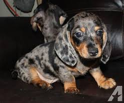They are quite happy, even clownish, and can behave mischievously on occasion. Purebred Mini Dachshund Dapple Smooth Dachshund Puppies For Sale Dapple Dachshund Dachshund Breed