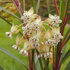 Image result for Gomphocarpus glaucophyllus