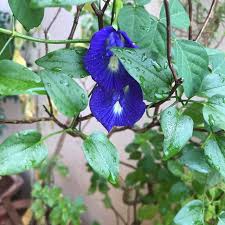 Image result for Clitoria ternatea