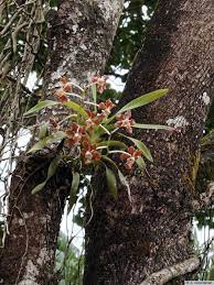 Vanda Brunnea Rchb F Orchids Garden Orchids Orchid Flower