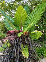 These products will kill the pests and their eggs. Tips For Growing Elephant Ears In Containers Horticulture