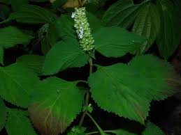 Image result for Achyrospermum carvalhoi