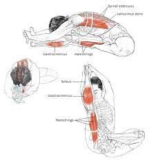 The pose itself is much older, but was known by other names. Physics Of Yoga Janu Sirsasana Yoga Anatomy Human Body Human Body Anatomy