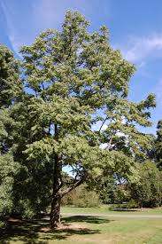 Image result for Toona