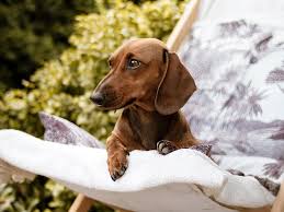 The average cost of dachshund puppies on the akc marketplace is $1,500. How Much Does A Miniature Dachshund Cost Buying Guide Ukpets