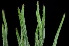 Image result for Kleinia