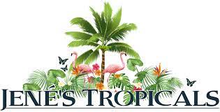 Are you looking for tropical plants for sale florida? Exotic Fruits St Petersburg Florida Jene S Tropicals