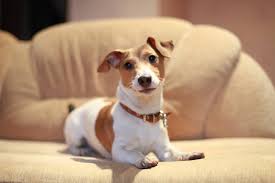 Für hunde gibt es viele unterschiedliche gründe zu bellen. Mein Hund Bellt Am Zaun 6 Tipps Zum Abgewohnen