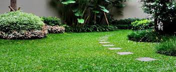 Rumput jepang dan gajah mini merupakan tumbuhan yang bisa kamu tanam di halaman atau taman rumah kamu agar terlihat asri dan indah. Pilih Mana Rumput Jepang Atau Gajah Mini Selera Id