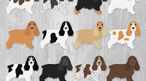 Black And White Springer Spaniel Cartoon Cocker Spaniel Clipart Hunting Dog Breeds Sporting Dogs Etsy English Cocker English Cocker Spaniel Sporting Dogs