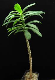 Image result for Monadenium torrei