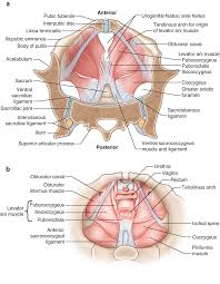 Important not only for sexuality, they are also central to the processes of childbirth and elimination. Anatomy Of The Female Pelvis Springerlink