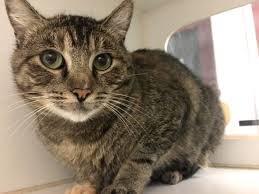 Petsmart, around the u.s., have cat adoptions inside the store as well as adoption events. Rare Male Torbie Up For Adoption News San Diego County News Center