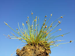 Image result for Isolepis setacea