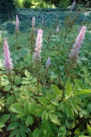 Astilbe plants grow best in part shade but can also grow in full sun or full shade. Astilbe Chinensis Wikipedia