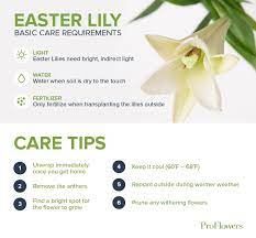 Outdoors, they are better suited for warmer regions of north america, where they can be planted in the garden after blooming has finished. A Guide To Easter Lily Care Proflowers Blog