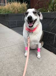 Traditionally, cancer in dogs is treated similarly to cancer in humans, with three basic types of treatment: Weratedogs On Twitter This Is Pinky She Was Diagnosed With Lymphoma Cancer Last Year But Was In Total Remission After Her First Round Of Chemo Sadly Only A Few Healthy Months Later