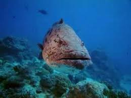 Check spelling or type a new query. Under The Sea 3d Imax Trailer Youtube