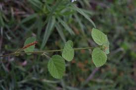 Image result for Acalypha brachystachya