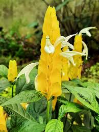 Image result for Pachystachys