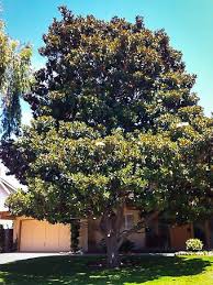 Check out the parks and public facilities magnolia has to offer! Magnolia Trees For Sale Buy Magnolia Trees Online The Tree Center