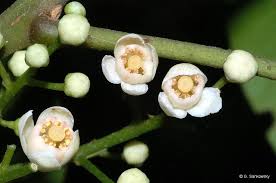 Image result for Monothecium glandulosum